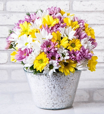 Konik Vazoda Renkli Papatya