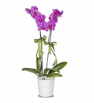 Holland (Decorium) iftli Mor Orkide